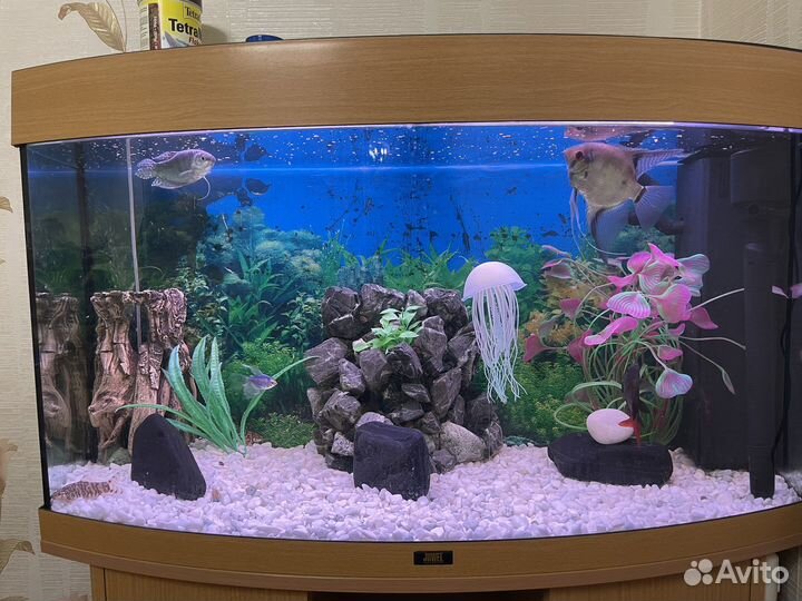 Аквариум