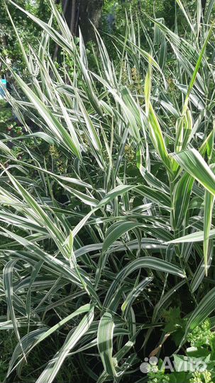 Осока декоративная