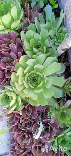 Молодило, очиток