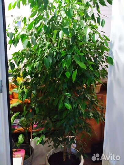 Фикус бенджамина большой