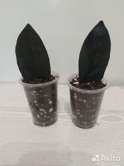 Замиокулькас чёрный (Raven)