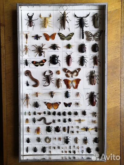 Коллекция насекомых