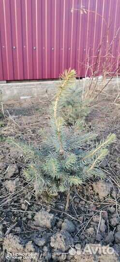 Саженцы ель голубая Мэджик Блю