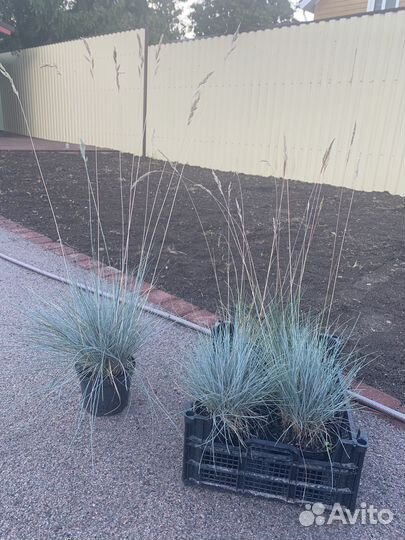 Овсянница сизая