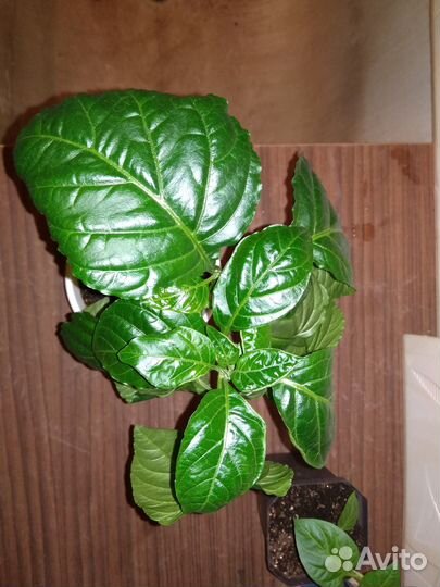 Рассада, Эпин, Циркон, семена