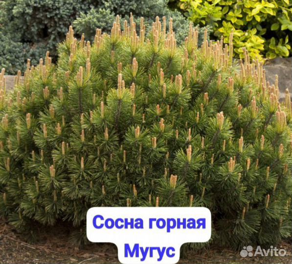 Сосна горная