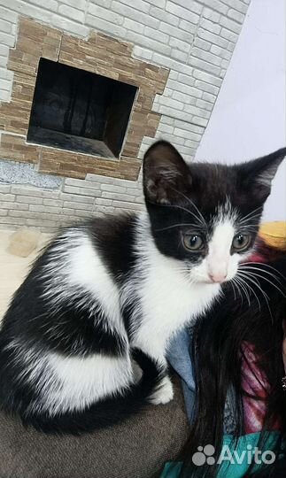 Котята бесплатно