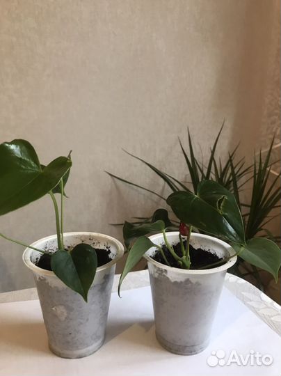 Комнатные цветы