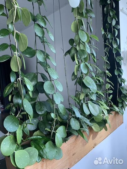 Хойи и дисхидии