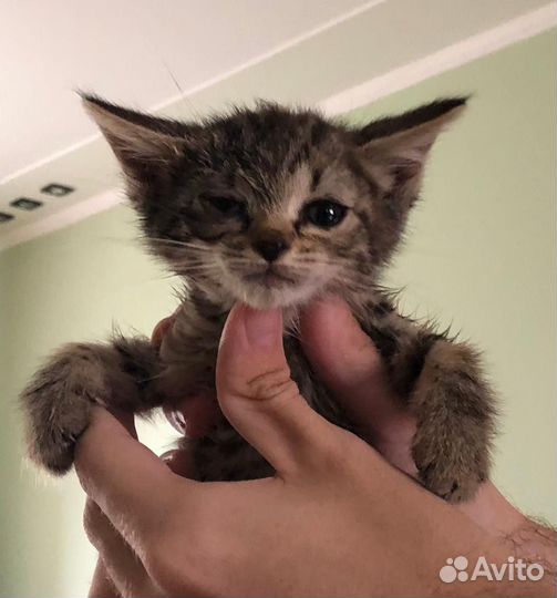 Котята в добрые руки бесплатно