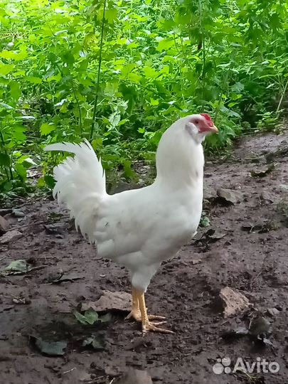 Молодой петушок