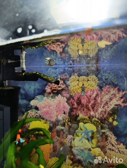 Аквариумные рыбы