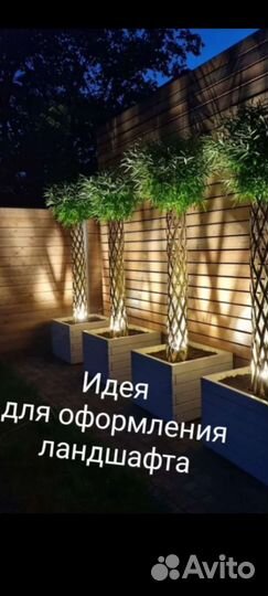 Ива плетеная