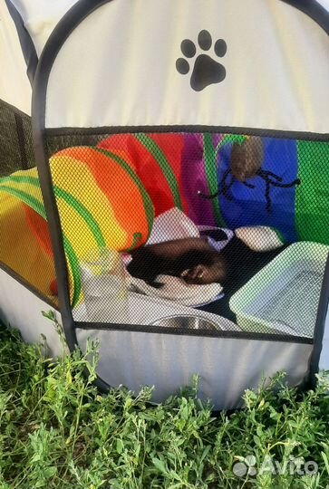 Аренда переносок, коляска и передержка животных