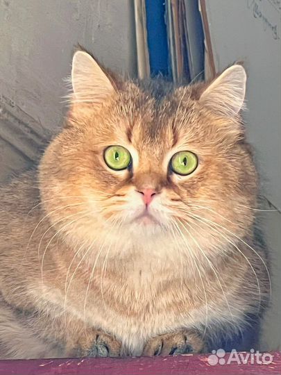 Котик для вязки