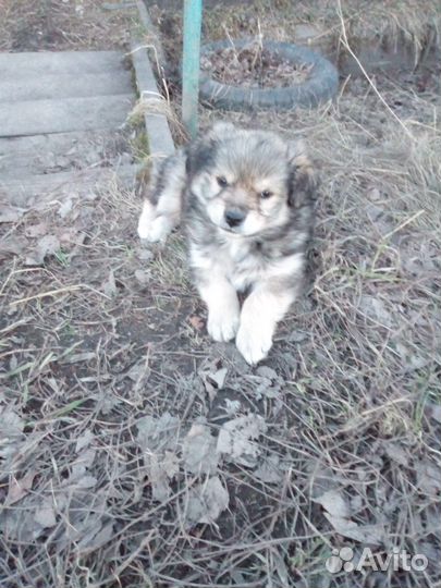 Собака маленькая порода