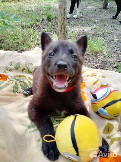 Щенки девочки