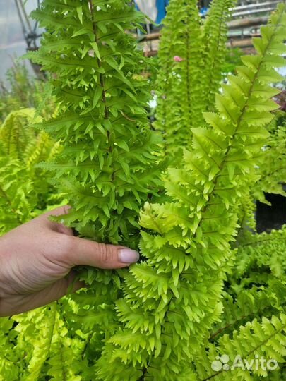 Папоротник сортовой