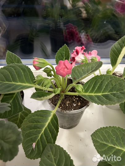 Глоксиния махровая