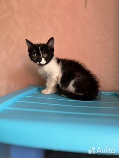 Очень ласковый котенок