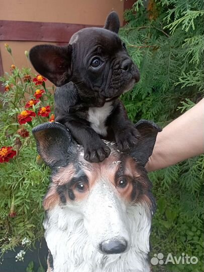 Французский бульдог щенок мальчик