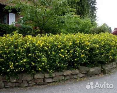 Клён 200. Акация 100