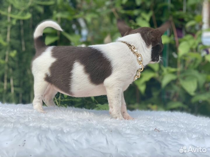 Чихуахуа девочка цветная