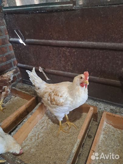 Петух,ломан браун