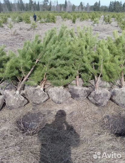 Ель / Сосна / Кедр осенняя зимняя посадка