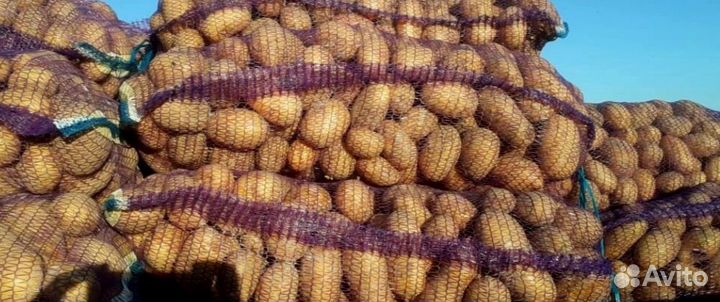 Картофель оптом крупный