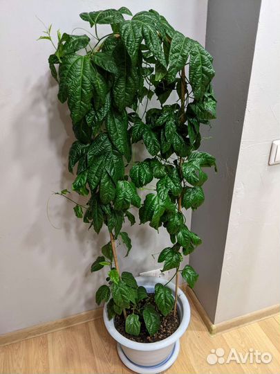 Пассифлора маракуйя