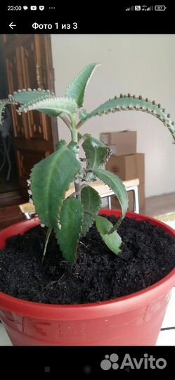 Каланхоэ лечебное