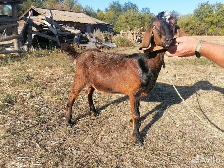 Продам козликов. Альпо-нубийцы и нубийцы