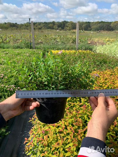 Пузыреплодник, дерен белый, спиреи, кизильник