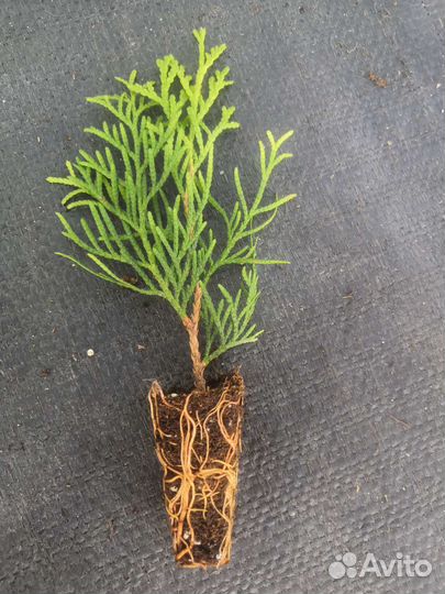 Туя смарагд саженцы