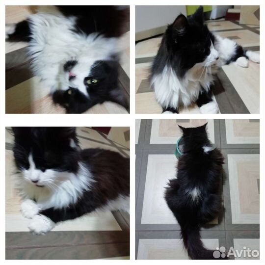 Кошка в добрые руки