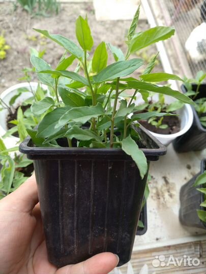 Калистегия махровая