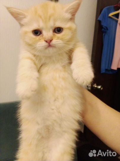 Шотландские котята