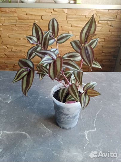 Традесканция зебрина