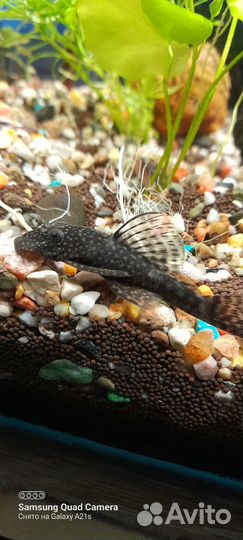 Аквариумные рыбки