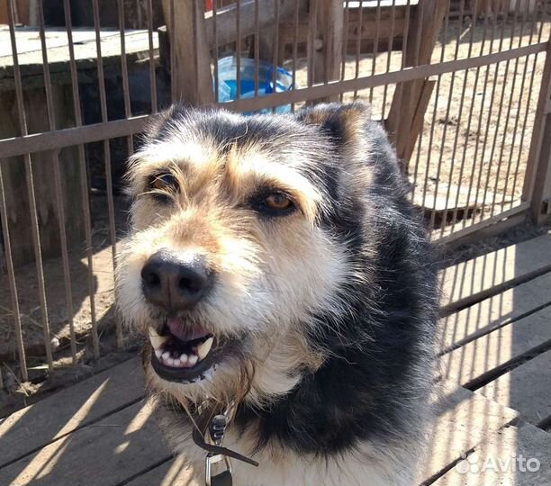 Собака в добрые руки