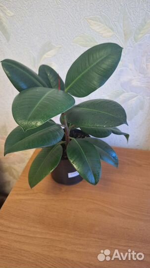 Фикус каучуконосный