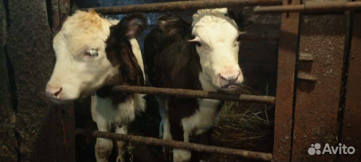 Герефорд телята