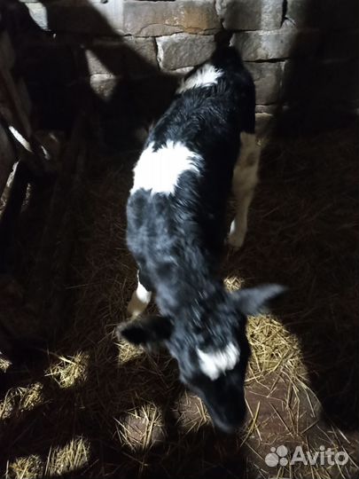 Продам телочку