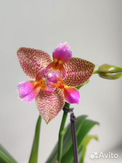 Орхидея Joy Fairy Tale (Сказка)