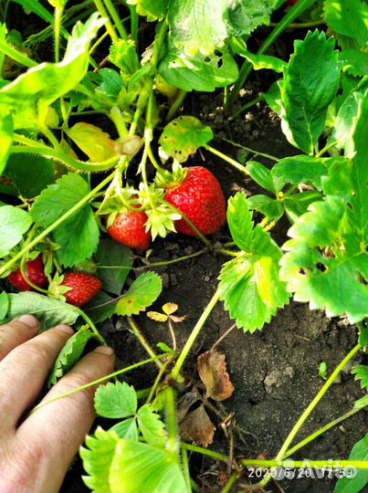 Клубника ремонтантная