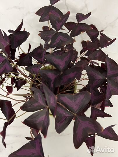 Оксалис фиолетовый, кислица