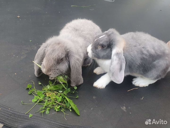 Кролики породы французский баран