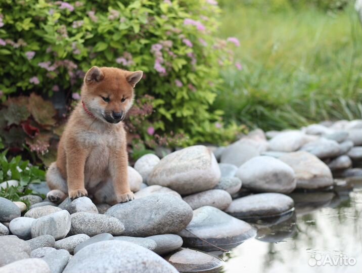 Классные щенки сиба шиба ину