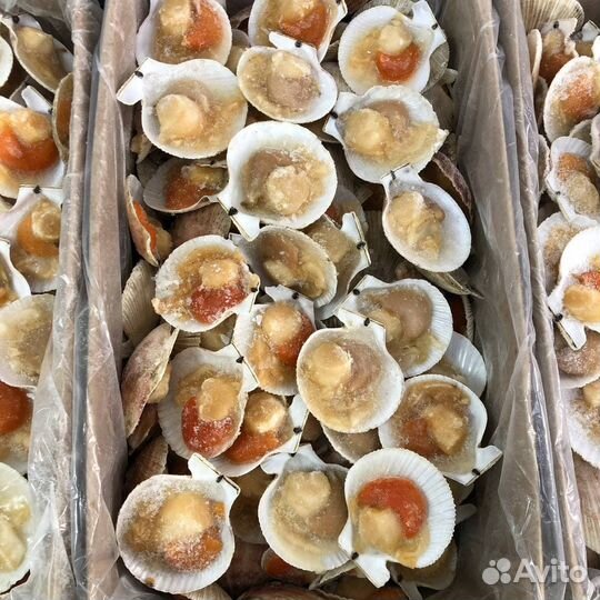 Гребешок на полустворке